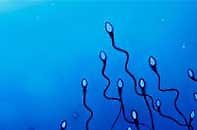 Fertility/Pricing. Sperm